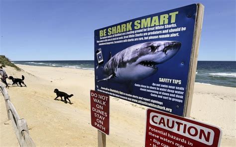Recent shark attacks are worrying beach-goers, yet experts say they’re very rare